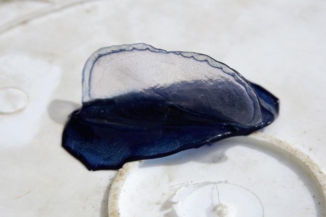 Velella Bucket